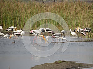 Avian Banquet: Painted Storks, Spoonbills, and Ducks Feeding in a Lake