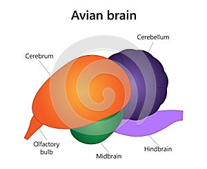 Avian brain. The main anatomical regions. Vector illustration.