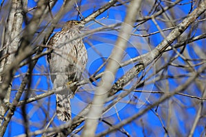 Avian creature standing atop a tree branch