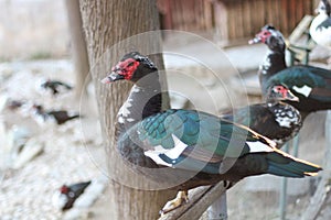 Avian Elegance: Graceful Birds in Captivity