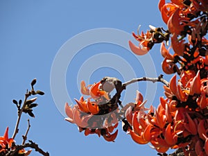 Avian Feast: Bird Enjoying Palash Flowers