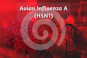 Avian Influenza A H5N1 outbreak concept on chicken farm background. Avian influenza A virus subtype H5N1. Human infection with photo