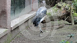 Avian Majesty: Marabou Stork Elegance in Belgium Zoo