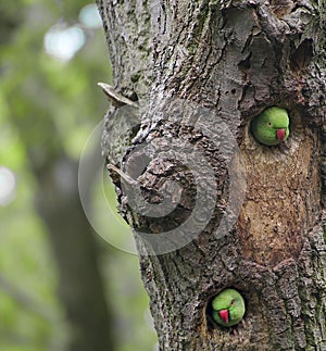 Avian Neighbors : Ring-necked Parakeets Chatting in the Oak Tree