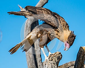 Avian Raptors in Tucson Arizona