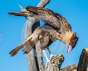 Avian Raptors in Tucson Arizona photo