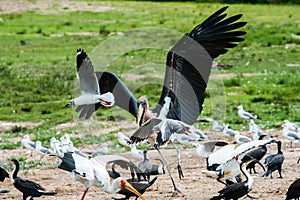 Avian Scuffle - Uganda