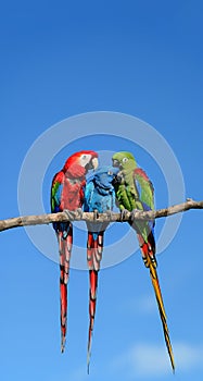 Avian Tapestry: Trio of Araras, a Living Palette of Colors