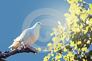 Avian tranquility Pigeon perched on branch under blue sky for Peace Day