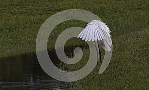 Avian umbrella pose created by wings of Great Egret