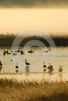 Avian Wetland Refuge