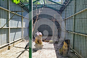 Aviary with abyssinian ground hornbill in city zoo