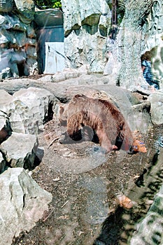 Aviary with brown bear in city zoo