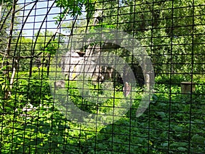 Aviary with cinereous vulture in city zoo