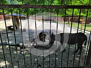 Aviary with donkeys in city zoo