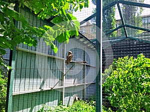 Aviary with eagle owl in city zoo