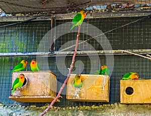 Aviary full with fischer`s lovebirds, colorful tropical birds from Africa, popular pets in aviculture