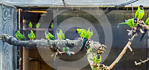 Aviary full with Nanday conures, popular pets in aviculture, Tropical birds from America