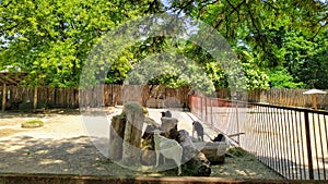 Aviary with goats in city zoo
