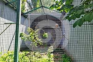 Aviary with long-legged buzzard in city zoo