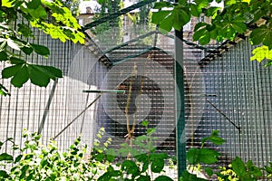 Aviary with saker falcon in city zoo