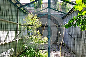 Aviary with saker falcon in city zoo