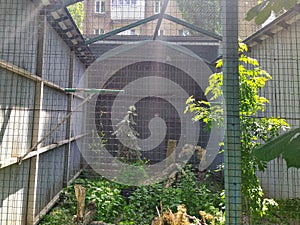 Aviary with ural owls in city zoo