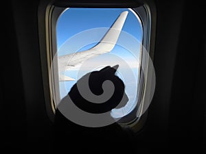 Aviation cat flying in an airplane looking out the porthole overlooking the blue sky wing. Silhouette of cat in the airplane windo