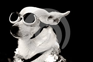 Aviator Dog photo