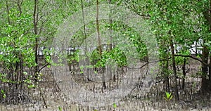 Avicennia Marina Forest By The Beach, With Camera Shifted To The Left