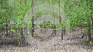 Avicennia Marina Forest By The Beach, With Camera Shifted To The Right