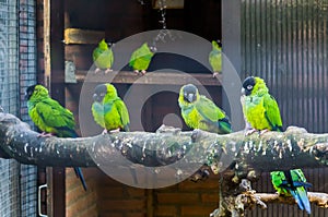 Aviculture, Aviary full with nanday parakeets, popular pets in aviculture, Tropical and colorful birds from America