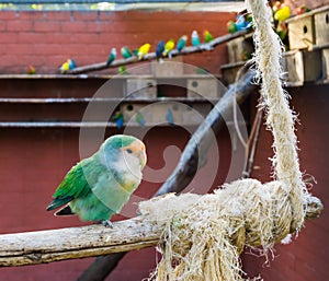 Aviculture, beautiful blue color mutation of a peach faced lovebird sitting on a branch in the aviary