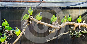 Aviculture, A branch with Nanday parakeets in a aviary, popular pets in aviculture, Tropical small parrots from America