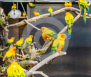 Aviculture, Colorful sun parakeets sitting on branches in the aviary, popular pets from America, Endangered bird specie