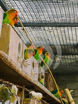 Aviculture, a group of lovebirds together in the aviary, small tropical parrots from africa