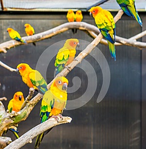 Aviculture, Sun parakeets sitting on branches in the aviary, colorful tropical little parrots, Endangered birds from America