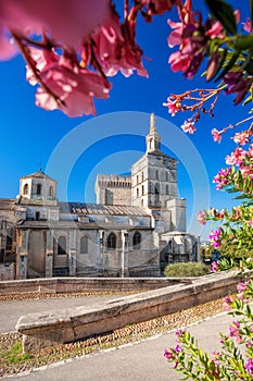 Avignon cathedral with flowers in Provence, France photo