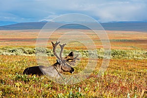 Reindeer grazes in the polar tundra.