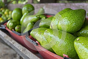 Avocado - Colombia