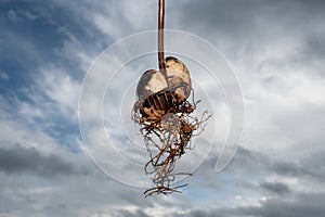 Avocado core with roots in front of sky