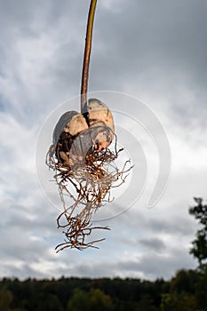 Avocado core with roots in front of sky