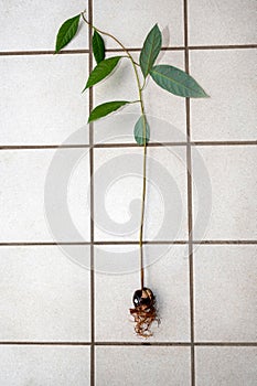 Avocado core with roots and green leaves lies on white tiles