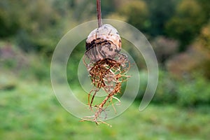 Avocado core with roots in green nature