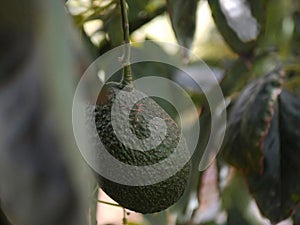 Avocado crop ready for harvest and export