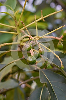 avocado embryos or baby avocados in the tree