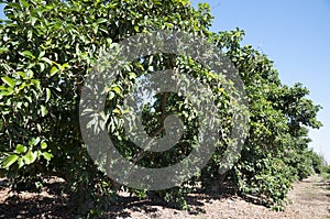 Avocado Etinger in picking season