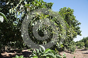 Avocado Etinger in picking season