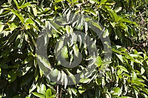 Avocado Etinger in picking season