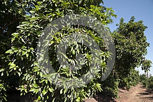 Avocado Etinger in picking season